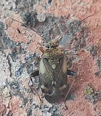 Attēlu rezultāti vaicājumam “Polymerus palustris”