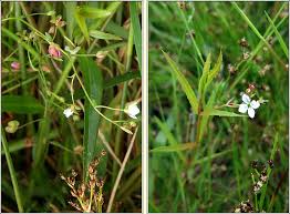 Attēlu rezultāti vaicājumam “Veronica scutellata flower”