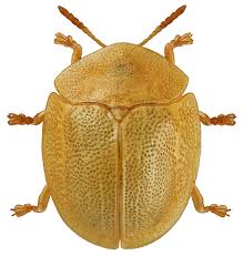 Attēlu rezultāti vaicājumam “Cassida”