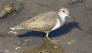 Attēlu rezultāti vaicājumam “Actitis hypoleucos adult”