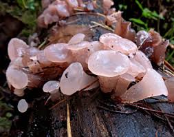 Attēlu rezultāti vaicājumam “Neobulgaria pura”