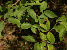 Attēlu rezultāti vaicājumam “Ulmus minor”