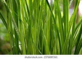 Attēlu rezultāti vaicājumam “Acorus calamus leaf”