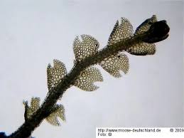 Attēlu rezultāti vaicājumam “Cephalozia loitlesbergeri”