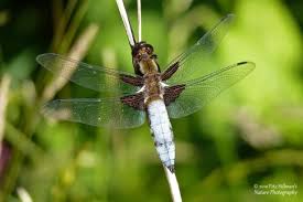Attēlu rezultāti vaicājumam “Libellula depressa male”