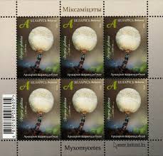 Attēlu rezultāti vaicājumam “Arcyria globosa spores”