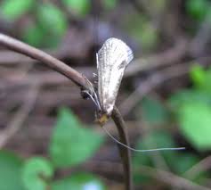 Attēlu rezultāti vaicājumam “Nematopogon sp.”