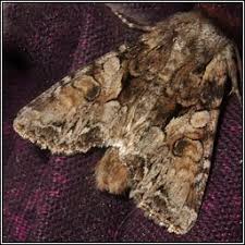 Attēlu rezultāti vaicājumam “Lacanobia contigua”