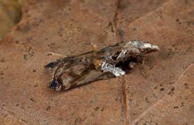 Attēlu rezultāti vaicājumam “Acleris cristana”