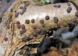 Attēlu rezultāti vaicājumam “Clavulinopsis cinerioides”