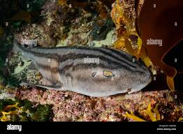 Image result for Poroderma africanum