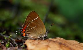 Attēlu rezultāti vaicājumam “Satyrium w-album”