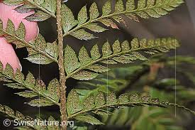 Attēlu rezultāti vaicājumam “Polystichum aculeatum”
