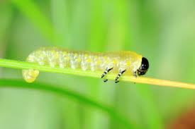 Attēlu rezultāti vaicājumam “Diprionidae”