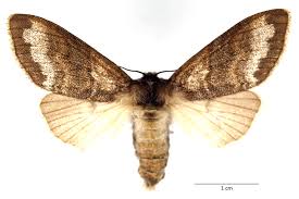 Attēlu rezultāti vaicājumam “Calliteara pudibunda”