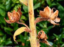 Attēlu rezultāti vaicājumam “Digitalis purpurea fruit”