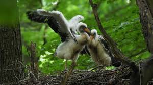 Attēlu rezultāti vaicājumam “Ciconia nigra nest”