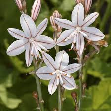 Image result for Asphodelus fistulosus