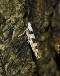 Attēlu rezultāti vaicājumam “Argyresthia goedartella”