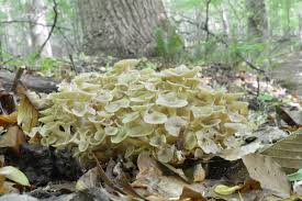 Attēlu rezultāti vaicājumam “Polyporus umbellatus”