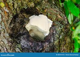 Attēlu rezultāti vaicājumam “Aurantiporus fissilis”