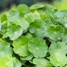 Attēlu rezultāti vaicājumam “Hydrocotyle vulgaris flower”