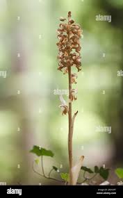 Attēlu rezultāti vaicājumam “Neottia nidus-avis fruit”