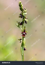 Attēlu rezultāti vaicājumam “Ophrys insectifera flower”