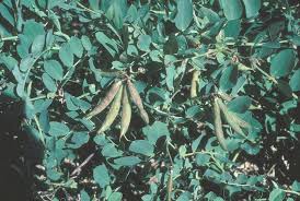 Attēlu rezultāti vaicājumam “Lathyrus japonicus subsp. maritimus fruit”