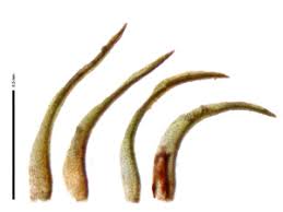 Attēlu rezultāti vaicājumam “Gyroweisia tenuis”