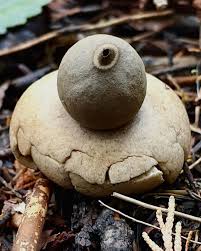 Attēlu rezultāti vaicājumam “Geastrum”