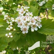 Attēlu rezultāti vaicājumam “Crataegus chlorosarca”
