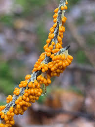 Attēlu rezultāti vaicājumam “Physarum cf. diderma sessile”