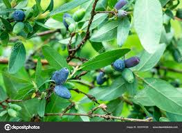 Attēlu rezultāti vaicājumam “Lonicera caerulea var. pallasii leaf”