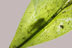 Attēlu rezultāti vaicājumam “Fontinalis antipyretica subsp. gracilis”