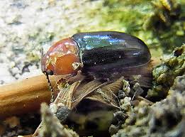 Attēlu rezultāti vaicājumam “Triplax russica”