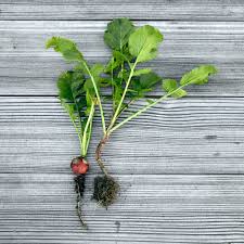 Image result for Radieschen