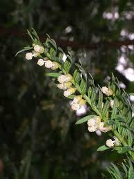 Attēlu rezultāti vaicājumam “Taxus baccata female flower”