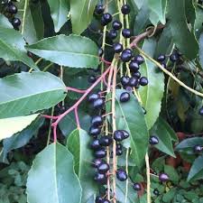 Attēlu rezultāti vaicājumam “Prunus domestica subsp. insitita”