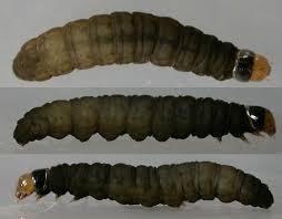 Attēlu rezultāti vaicājumam “Cataclysta lemnata”