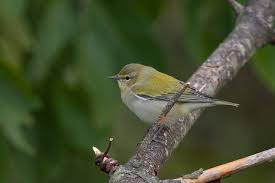 Image result for Vermivora peregrina