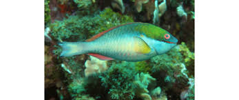 Image result for Sparisoma aurofrenatum