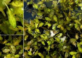 Attēlu rezultāti vaicājumam “Lemna trisulca”