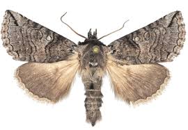 Attēlu rezultāti vaicājumam “Drepanidae”