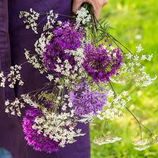 Attēlu rezultāti vaicājumam “Allium holandicum flower”