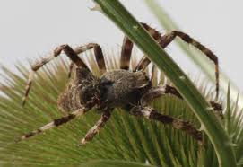Attēlu rezultāti vaicājumam “Araneus angulatus”