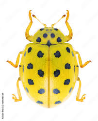 Attēlu rezultāti vaicājumam “Psyllobora vigintiduopunctata”