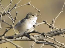 Image result for Sylvia nana