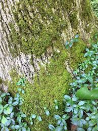 Attēlu rezultāti vaicājumam “Anomodon attenuatus”