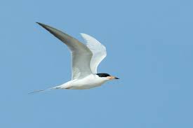 Image result for Sterna forsteri